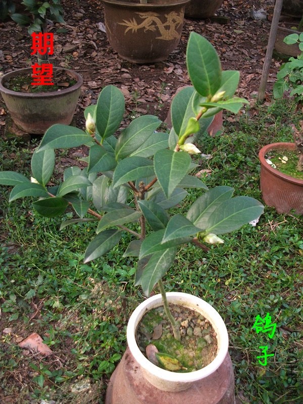 DSCF6687_����.jpg