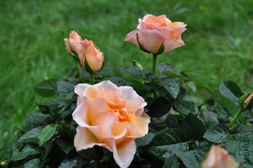 Mandarina_2.jpg