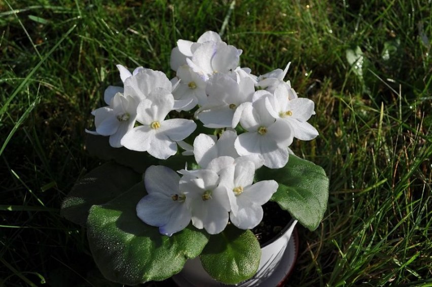 African Violet.jpg