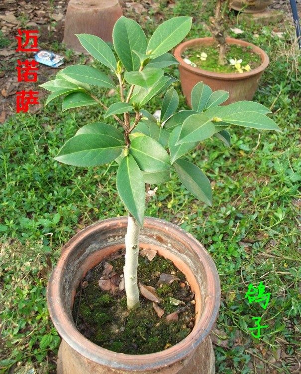 DSCF6705_����.jpg