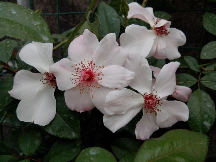 IMG_20130915_122127.jpg