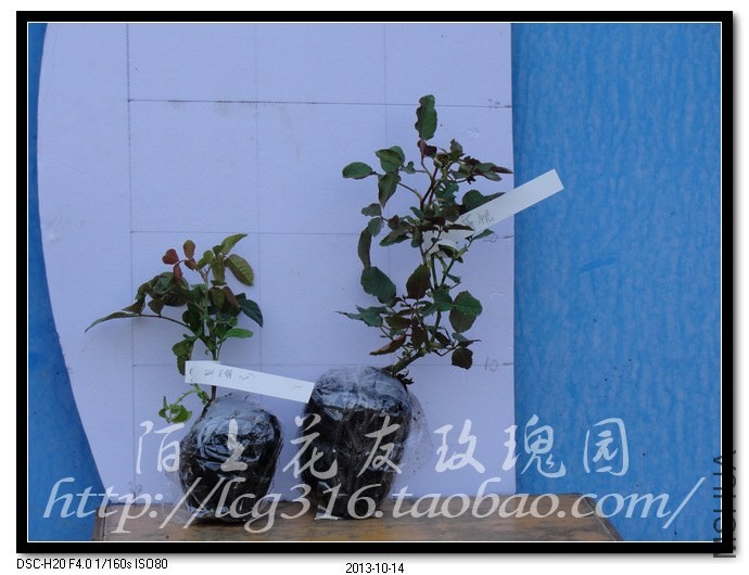 nEO_IMG_DSC05433.jpg
