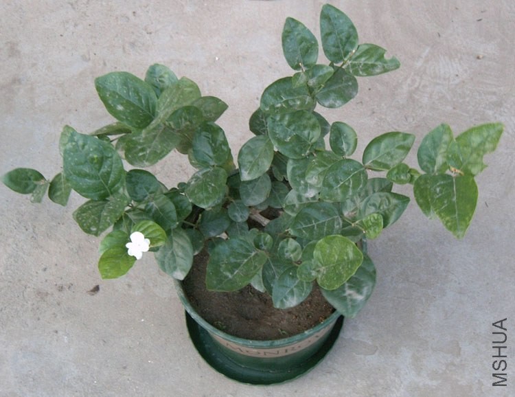 ���һ������