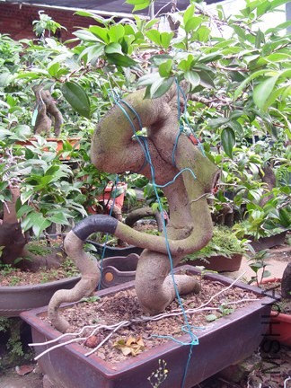 DSC00264-SSS.jpg