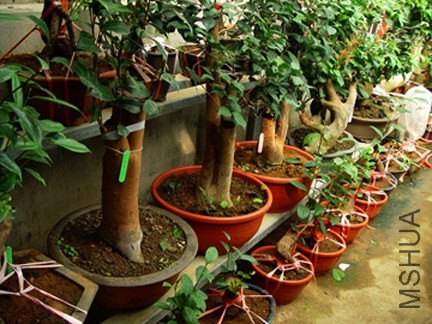 DSC05687-SSS.jpg