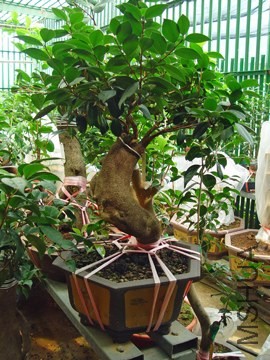 DSC05688-SSS.jpg