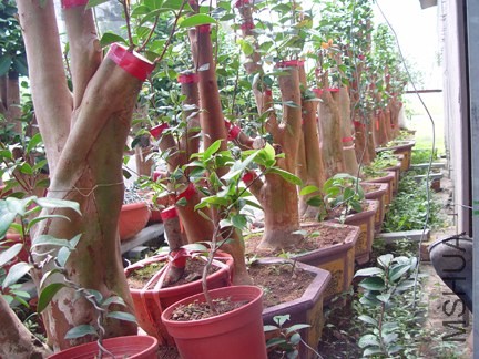 DSC05690-SSS.jpg