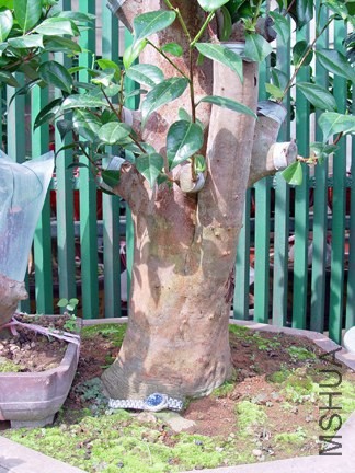 DSC05692-SSS.jpg