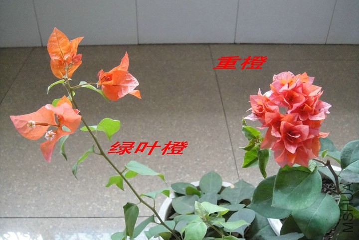 DSC00156.jpg