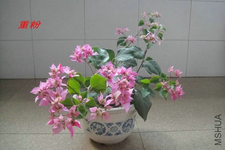 DSC00036_����.JPG