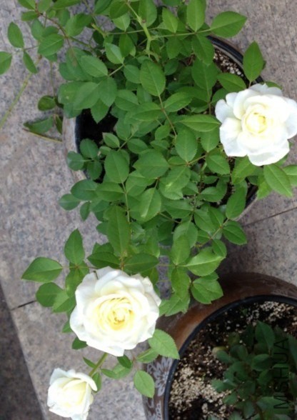 QQͼƬ20131015122626.jpg