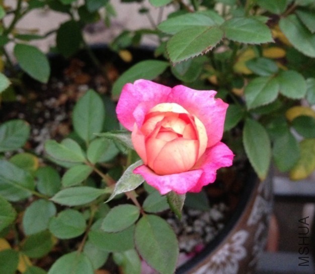 QQͼƬ20131015122452.jpg