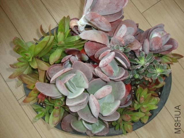 DSC03098.JPG