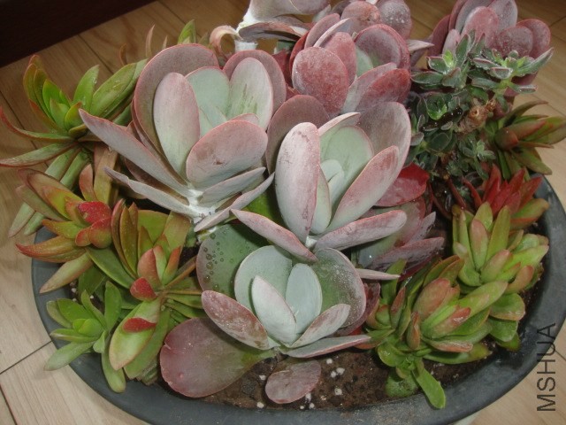 DSC03099.JPG