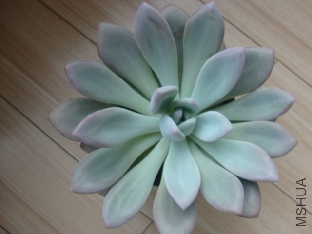 DSC03100.JPG