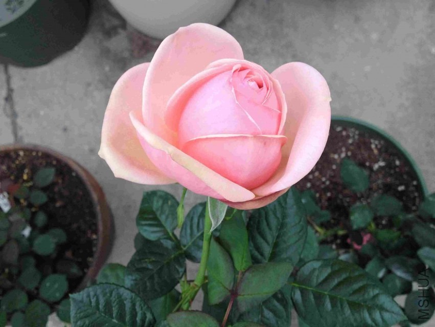 IMG_1945.jpg