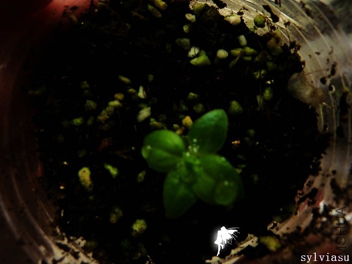 �����ͼӦ����6���µ�ʱ��