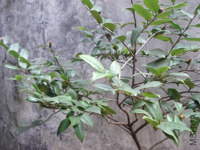 DSC00493.JPG
