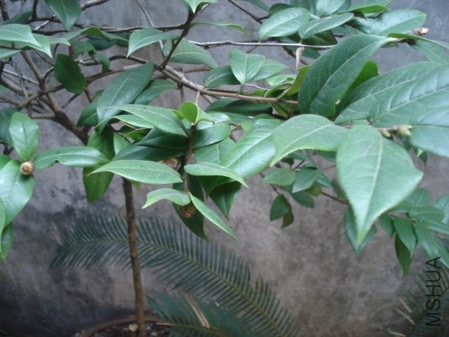 DSC00495.JPG