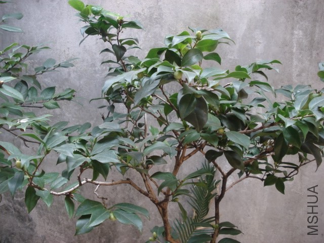 DSC00492.JPG