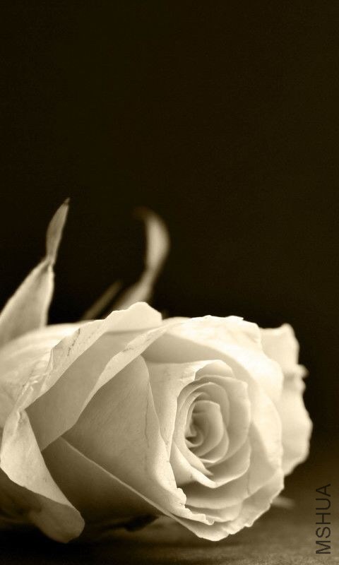 QQͼƬ20131017110605.jpg