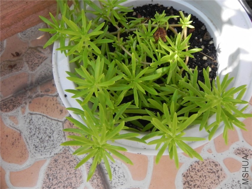 DSCN3338.jpg
