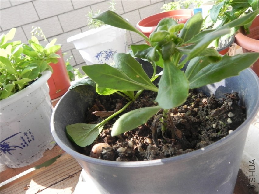DSCN3339.jpg