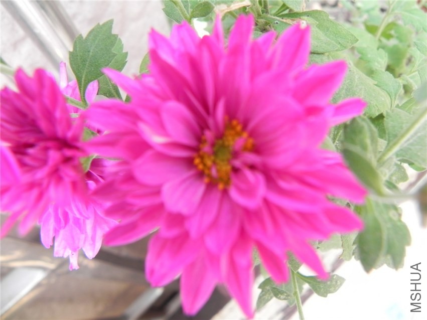 DSCN3365.jpg