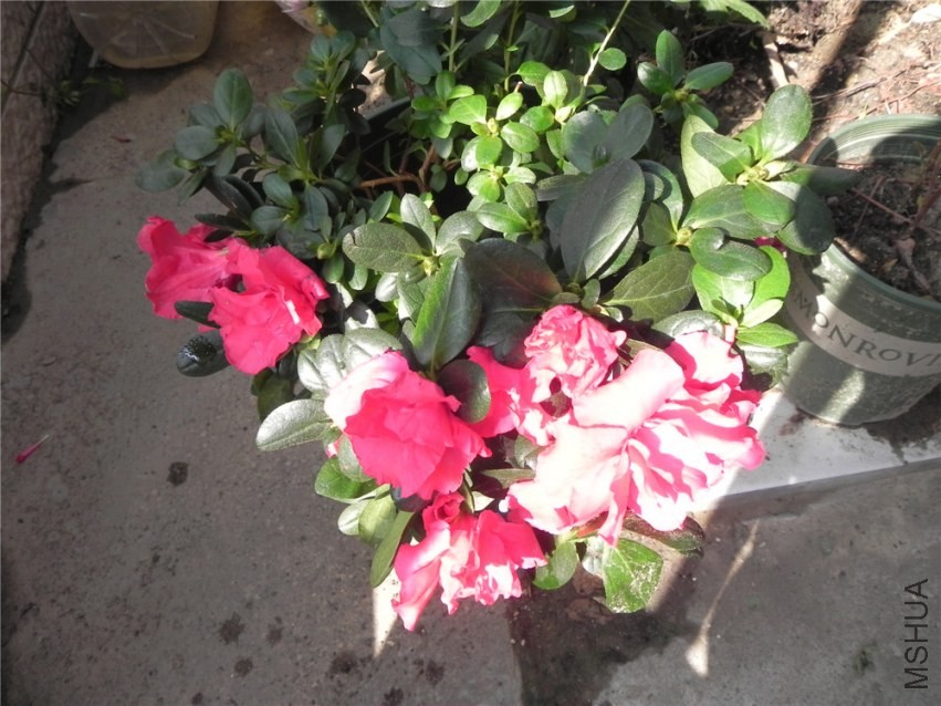 DSCN3366.jpg