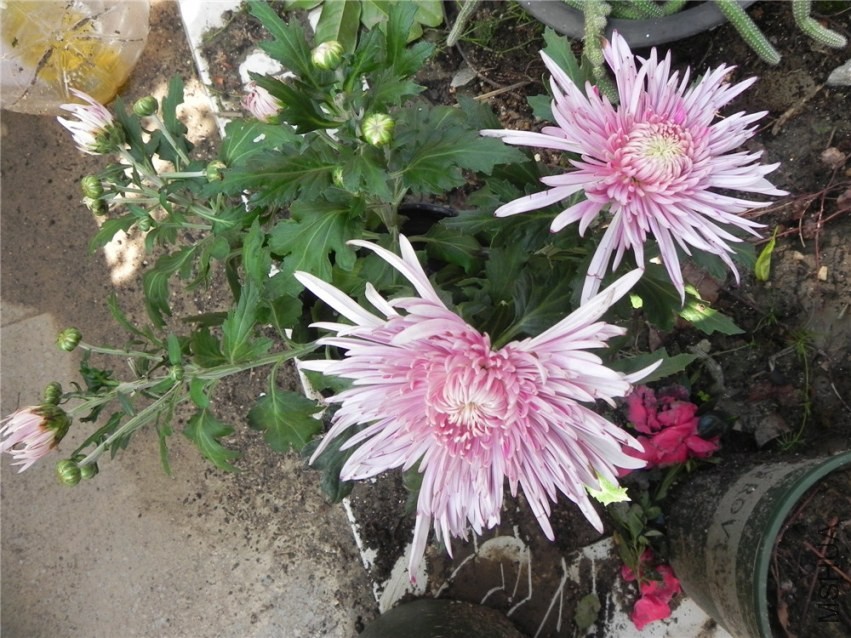 DSCN3367.jpg