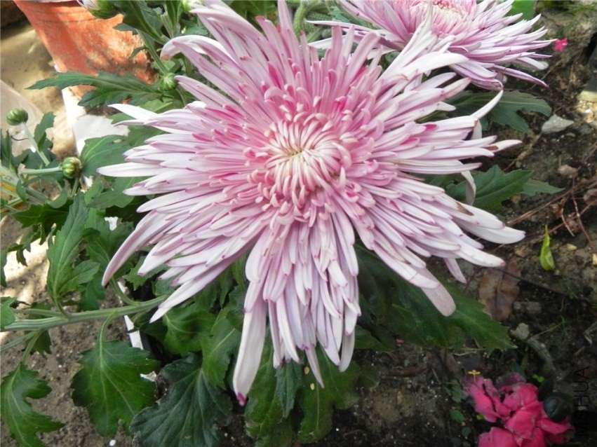 DSCN3368.jpg