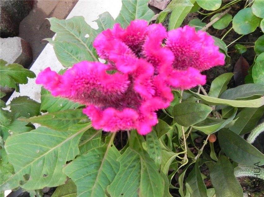 DSCN3371.jpg
