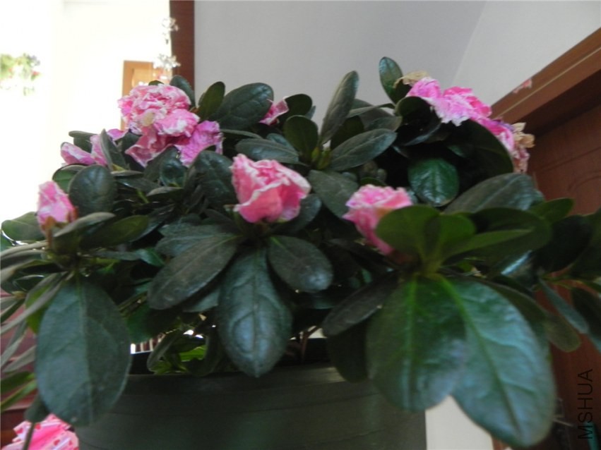 DSCN3372.jpg
