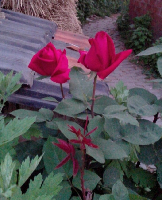 IMG_20131017_192842.jpg