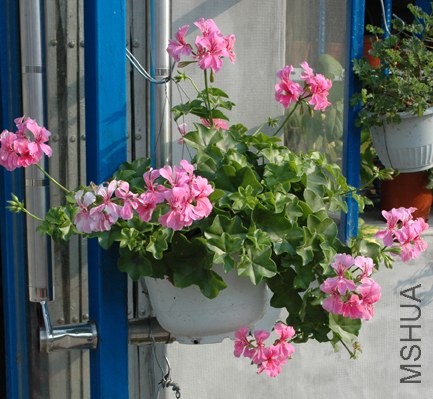DSC_1604.jpg