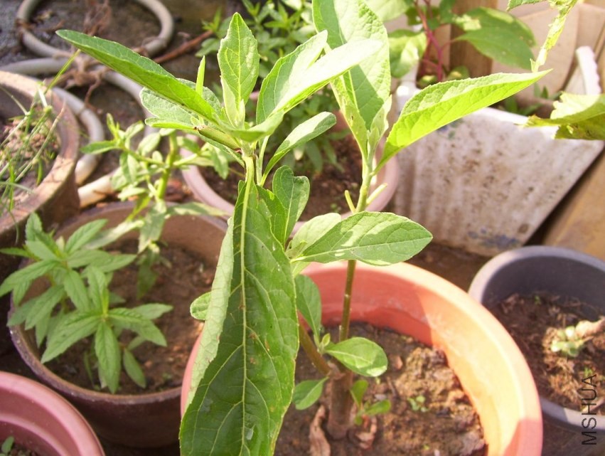 100_0796.JPG