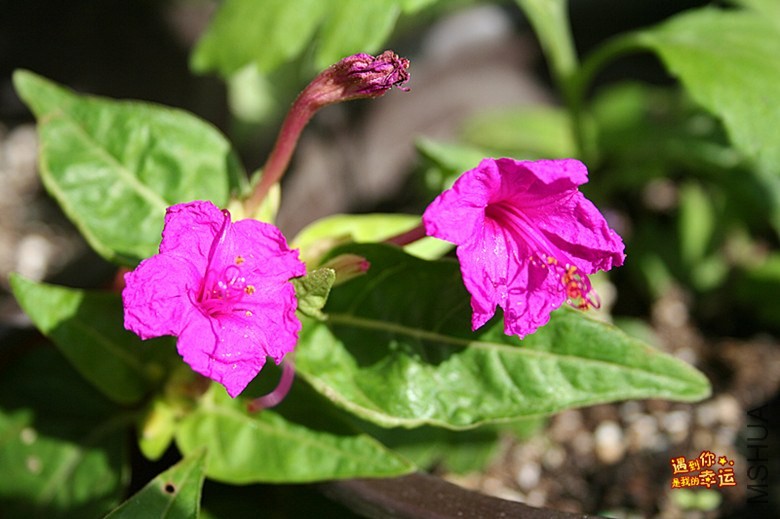 ��Ƭ 008_����.jpg