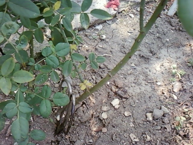 SP_A1199.jpg
