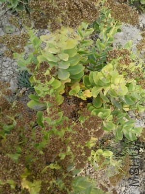 IMG_20131019_135406.jpg