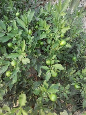 IMG_20131019_135849.jpg