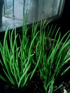 IMG0991A.jpg