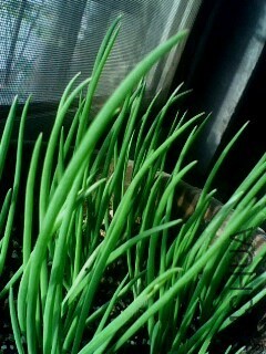 IMG0993A.jpg