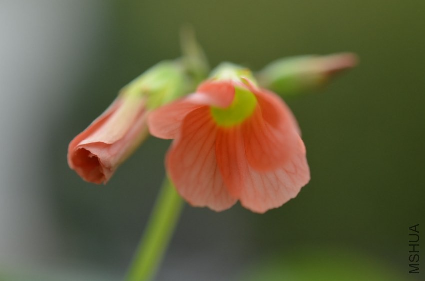 Oxalis sp.С�ٱ�20131019 001.JPG