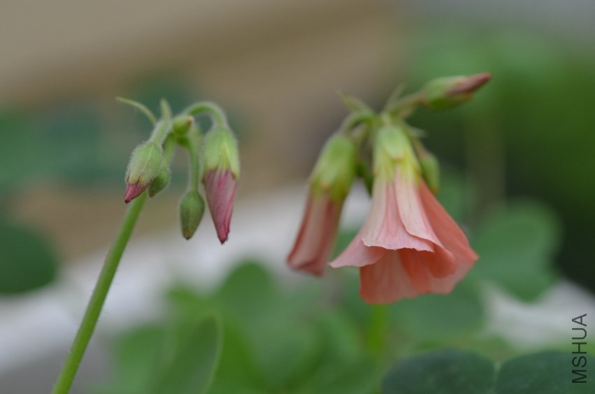 Oxalis sp.С�ٱ�20131019 002.JPG