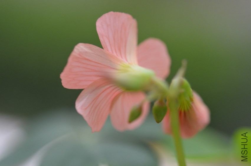 Oxalis sp.С�ٱ�20131019 004.JPG