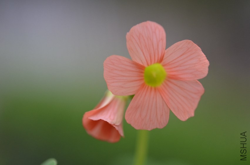 Oxalis sp.С�ٱ�20131019 005.JPG