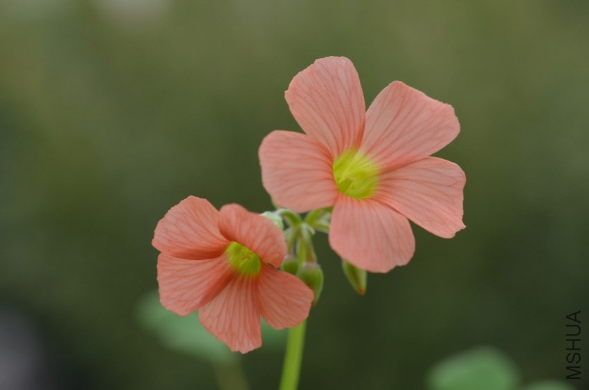 Oxalis sp.С�ٱ�20131019 006.JPG