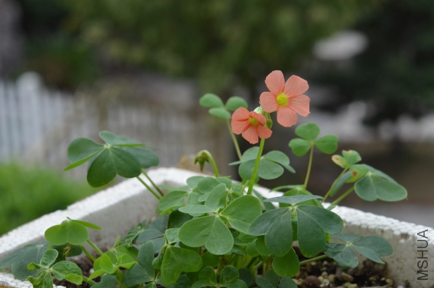 Oxalis sp.С�ٱ�20131019 007.JPG
