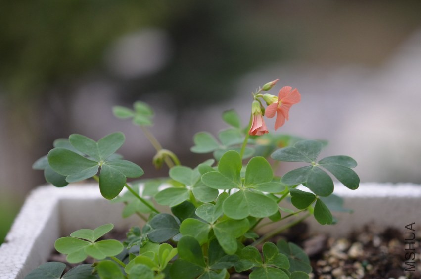 Oxalis sp.С�ٱ�20131019 008.JPG