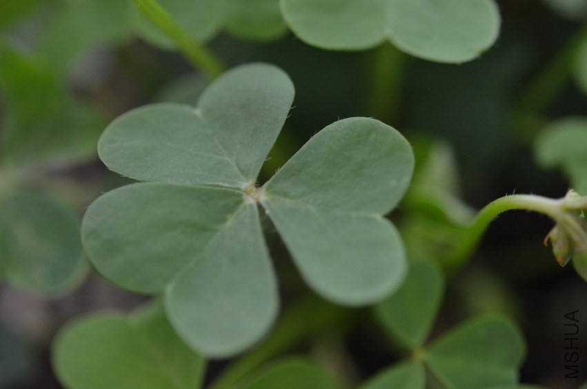 Oxalis sp.С�ٱ�20131019 009.JPG